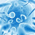 Sperm FISH Testi