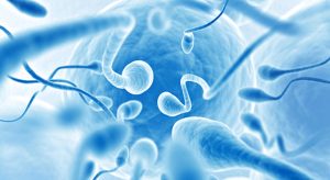 Sperm FISH Testi